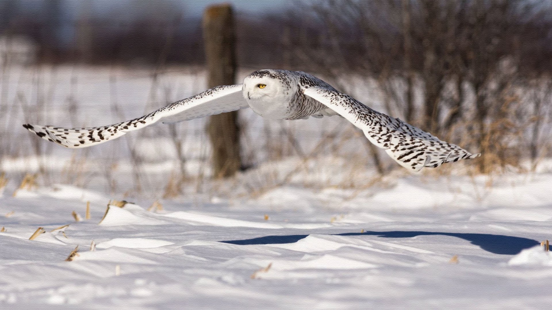 Snowy Owl - Print on Canvas by Manufan63