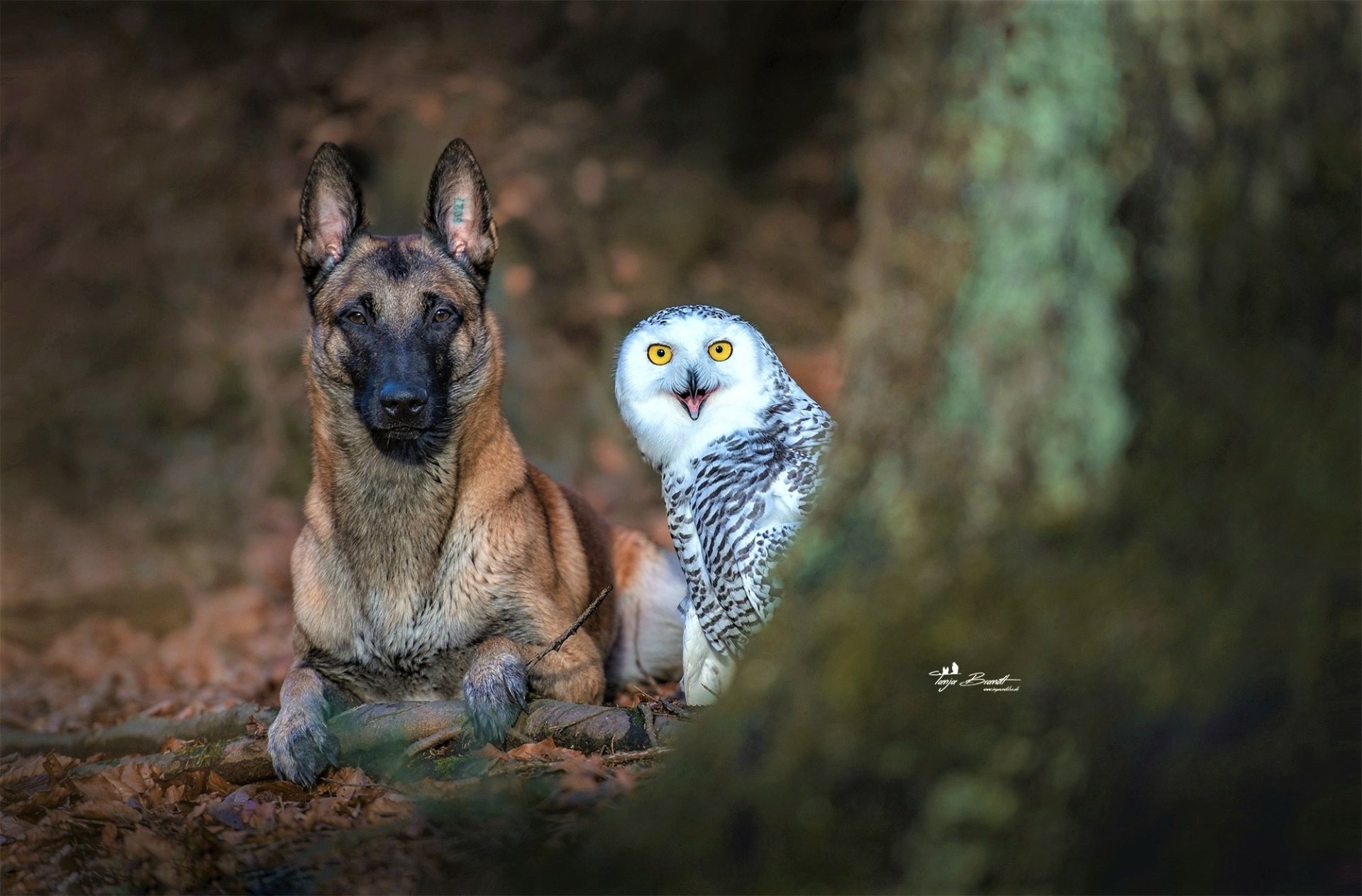 HD desktop wallpaper featuring a German Shepherd dog and a snowy owl sitting side by side in a natural outdoor setting.