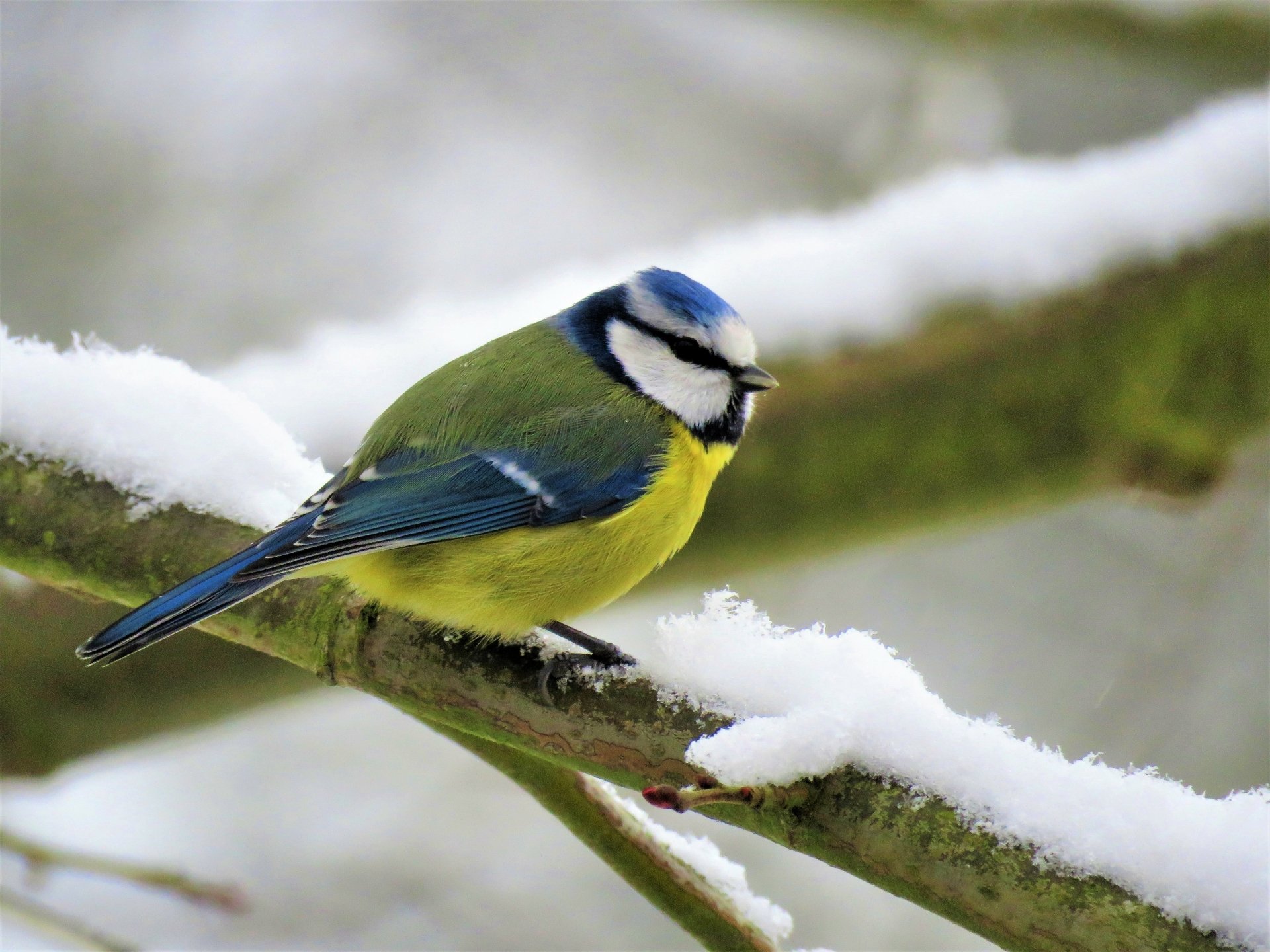 Eurasian blue tit (titmouse) on a snow-covered branch, bright blue, yellow and green plumage — 4K Ultra HD PC desktop wallpaper of a winter bird.