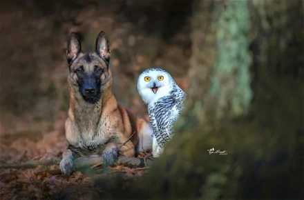 HD desktop wallpaper featuring a German Shepherd dog and a snowy owl sitting side by side in a natural outdoor setting.