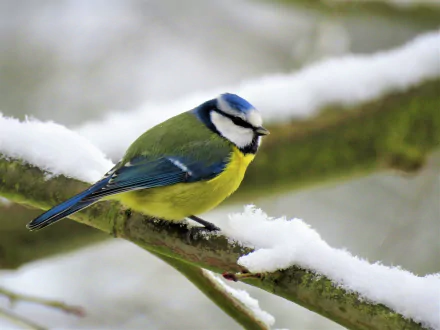  Eurasian Blue Tit (cyanistes caeruleus)