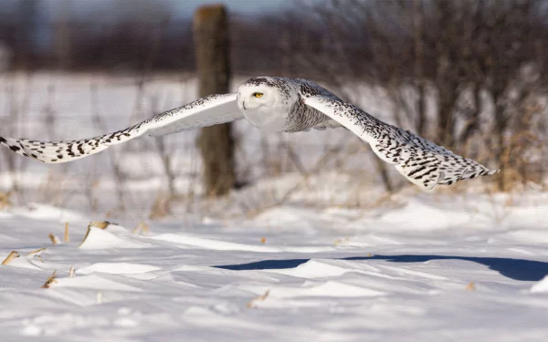  Snowy Owl - Print on Canvas