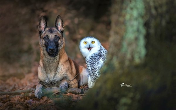 Animal Dog Dogs Snowy Owl German Shepherd HD Wallpaper | Background Image