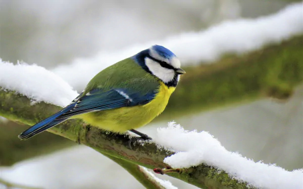 Eurasian blue tit (titmouse) on a snow-covered branch, bright blue, yellow and green plumage — 4K Ultra HD PC desktop wallpaper of a winter bird.