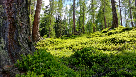 2K Quad HD PC desktop wallpaper: lush summer forest landscape with tall trees and vibrant green groundcover bathed in dappled sunlight.