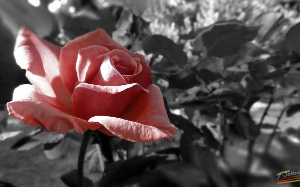 Earth Rose Flowers Selective Color HD Wallpaper | Background Image