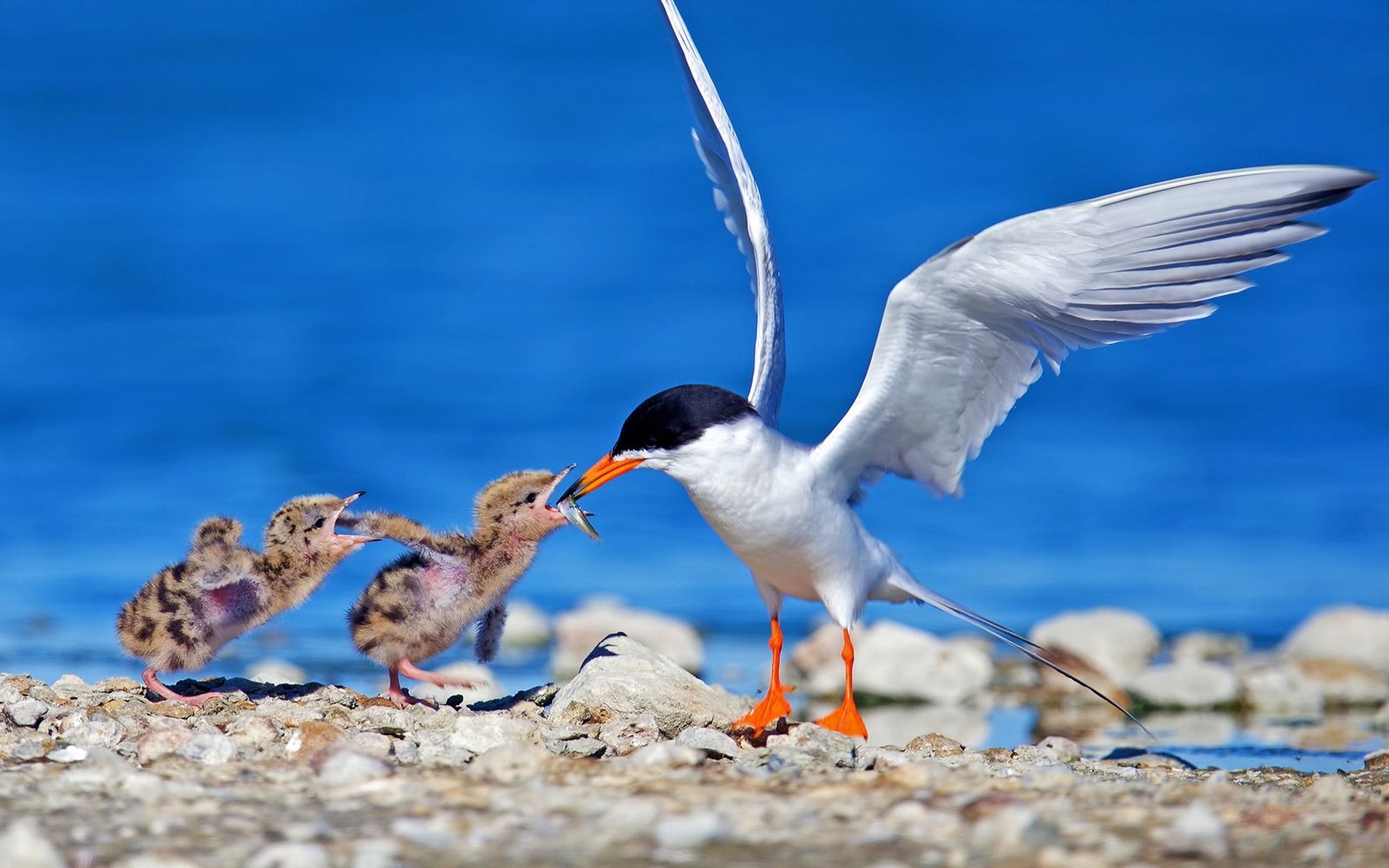 Download Eating Chick Baby Animal Bird Animal Tern HD Wallpaper