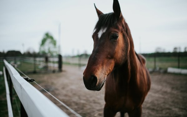Animal Horse Depth Of Field HD Wallpaper | Background Image