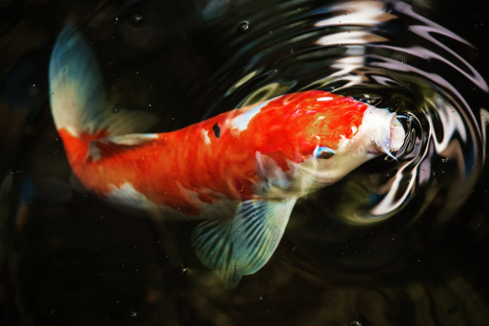 Hình nền 4K cá Koi với chất lượng hình ảnh cực cao sẽ đưa bạn đến gần hơn với vẻ đẹp trang trí của các loài cá trong các vườn tượng trưng. Mang đậm nét đặc trưng của nghệ thuật kiến trúc Nhật Bản, bức ảnh này hoàn toàn xứng đáng để bạn trải nghiệm.