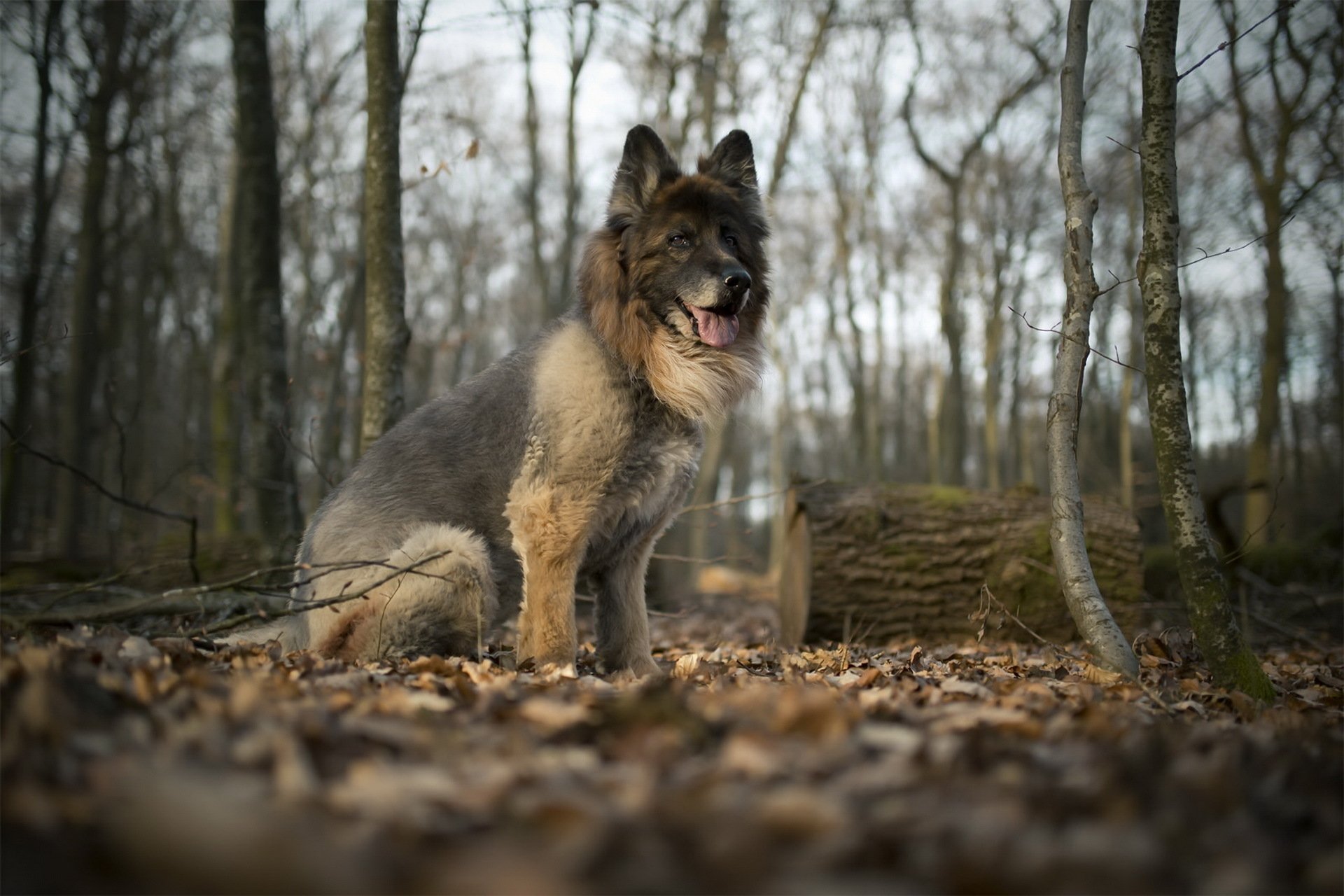 Download Depth Of Field Dog Animal German Shepherd HD Wallpaper