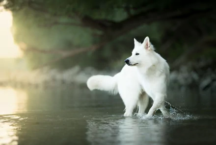 depth of field dog Animal berger blanc suisse HD Desktop Wallpaper | Background Image