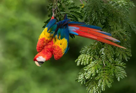 Vibrant scarlet macaw bird hanging upside down from a tree branch in lush green foliage, captured in high-definition for a PC desktop wallpaper background.