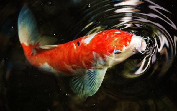 Animal Koi Fishes Fish Koi Carp HD Wallpaper | Background Image