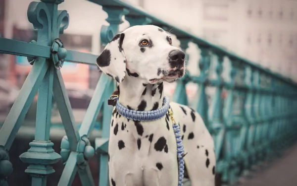 Shallow depth-of-field portrait of a Dalmatian dog (animal) on a teal bridge, 5K Ultra HD PC desktop wallpaper background.