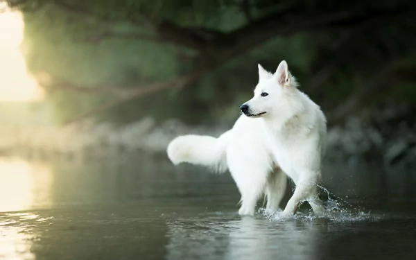 A white Berger Blanc Suisse dog stands in shallow water with a soft depth of field background, creating a serene and natural HD desktop wallpaper scene.