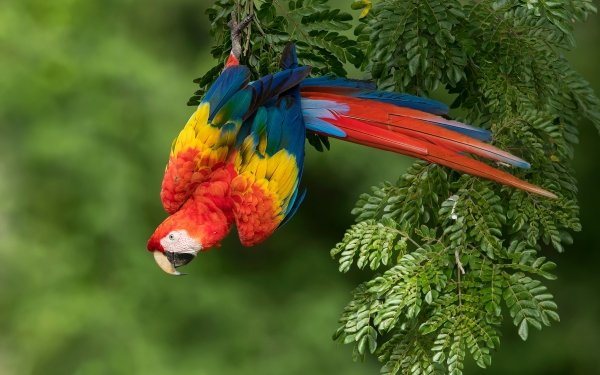 Animal Scarlet Macaw Birds Parrots Macaw Bird HD Wallpaper | Background Image