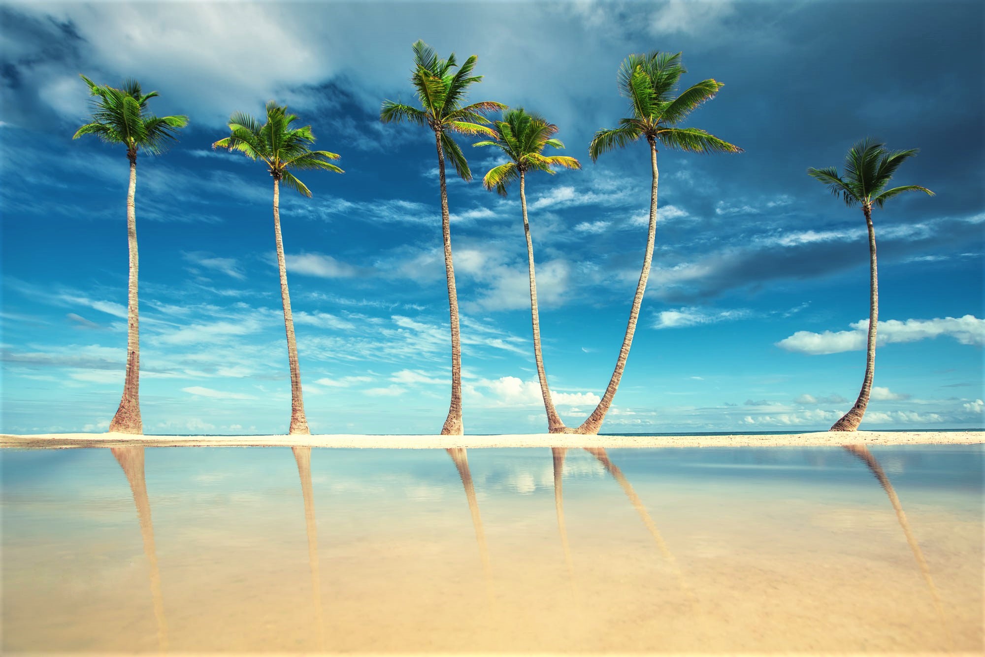 Palm Trees on Tropical Beach HD Wallpaper | Background ...