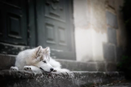 A Siberian Husky dog rests on a stone step, captured in a high-resolution 4K Ultra HD PC desktop wallpaper backdrop with soft, muted architectural details.