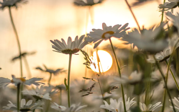 nature chamomile HD Desktop Wallpaper | Background Image