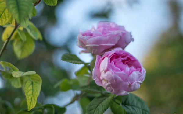 pink flower nature rose HD Desktop Wallpaper | Background Image