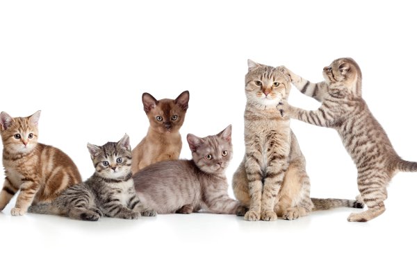 Animal Cat Cats Kitten Baby Animal HD Wallpaper | Background Image
