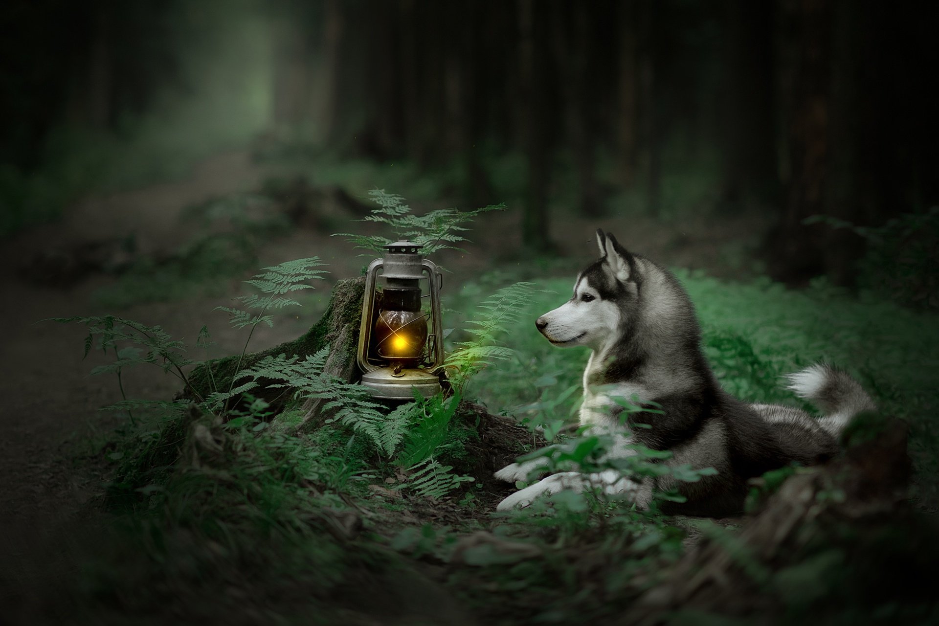 A serene HD wallpaper of a husky dog resting beside a glowing lantern in a lush forest, surrounded by ferns, with a soft depth of field that blurs the background.