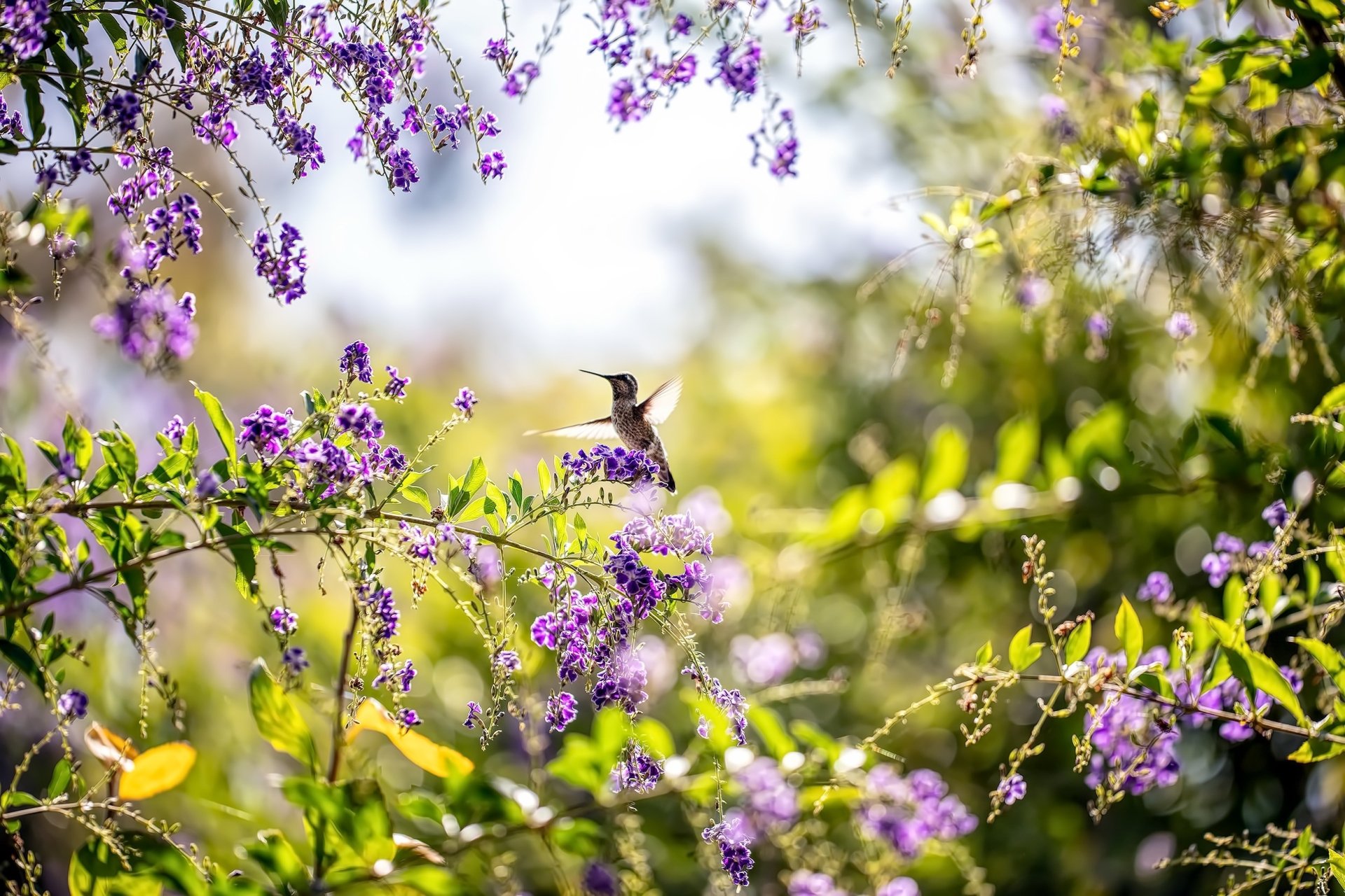 Download Purple Flower Spring Flower Bird Animal Hummingbird HD Wallpaper