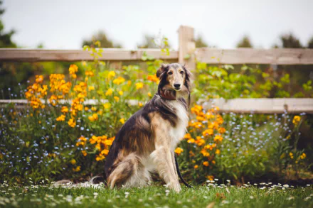 HD PC desktop wallpaper/background of a Borzoi dog sitting on grass by a wooden fence, surrounded by orange wildflowers with a soft-focus garden beyond.