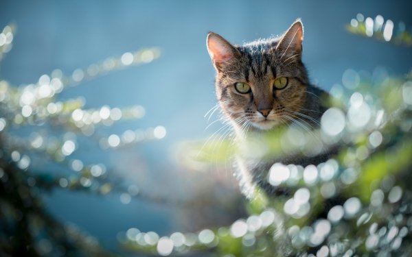 Animal Cat Cats Bokeh Stare HD Wallpaper | Background Image
