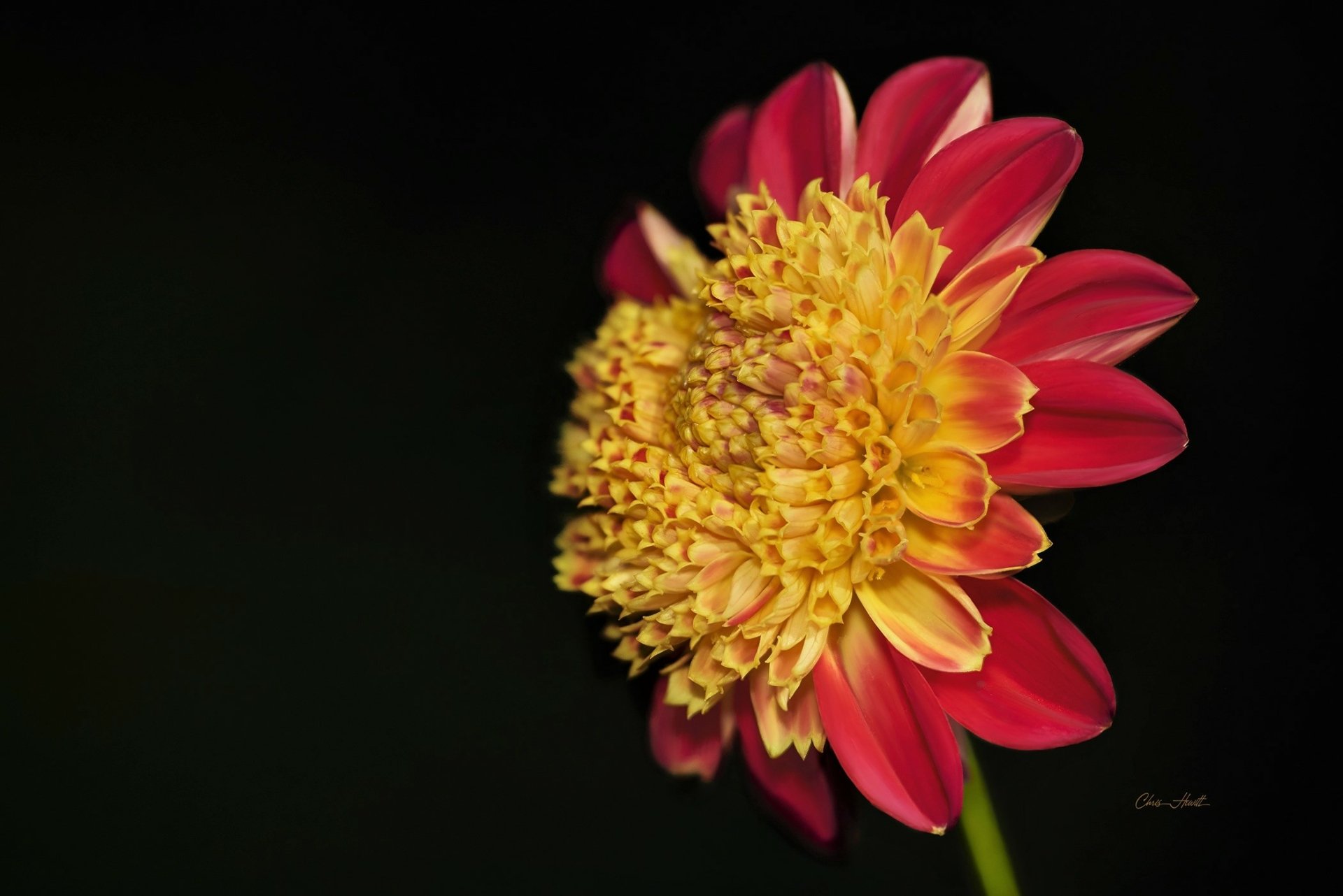 Download Flower Nature Dahlia HD Wallpaper by Chris Hewitt