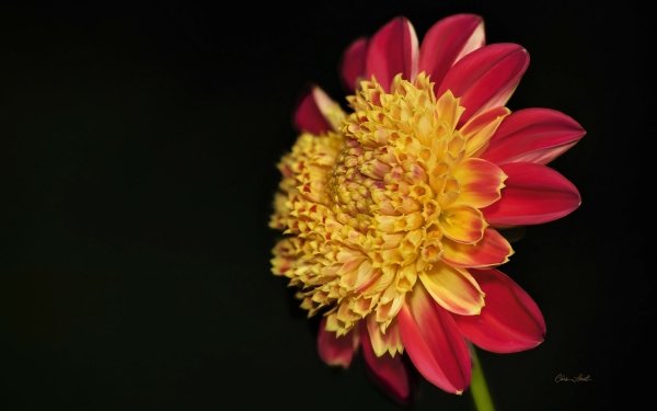 Earth Dahlia Flowers Flower HD Wallpaper | Background Image