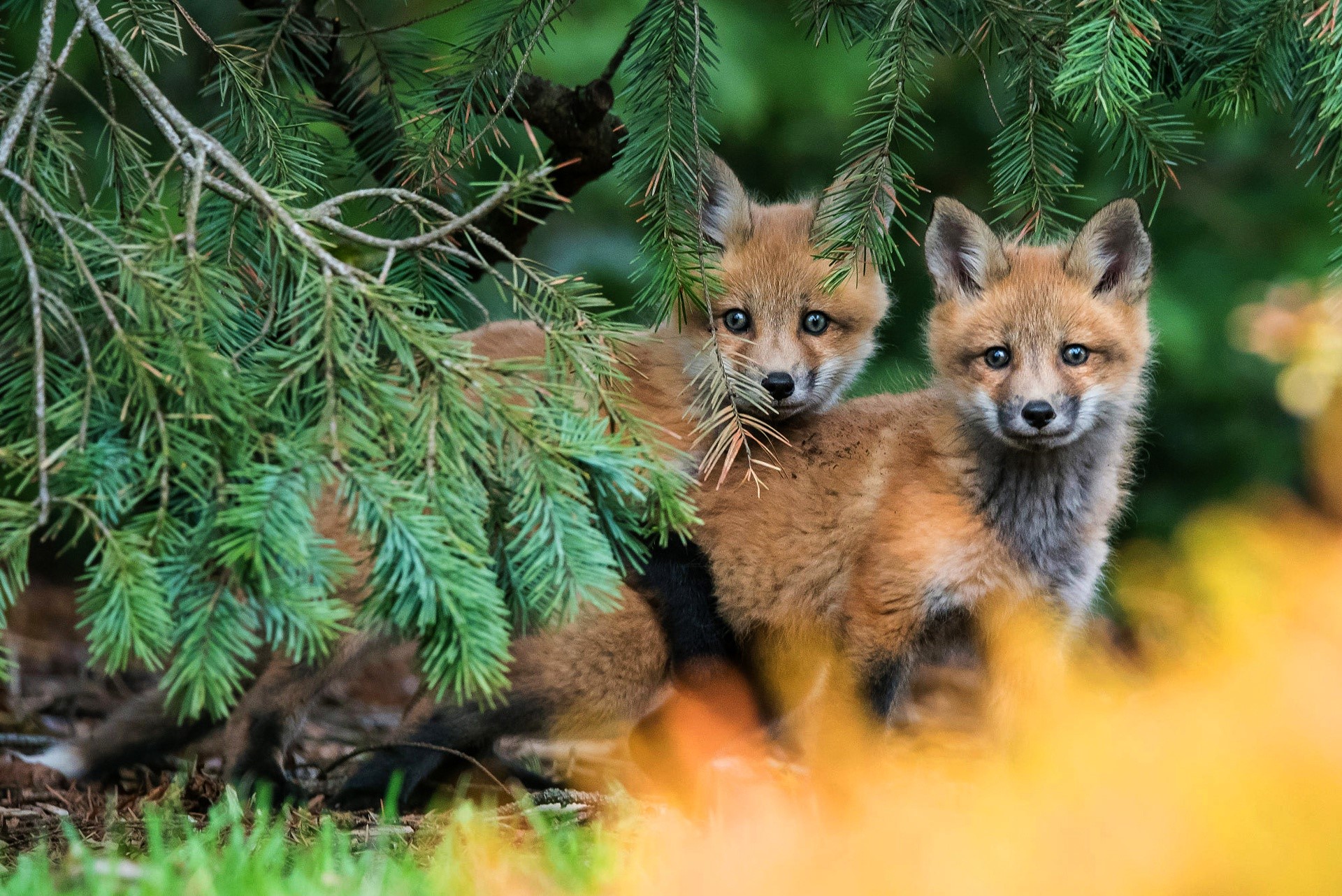 Fox in forest. Лисичка Патрикеевна Полярная. Звери в лесу. Красивые Лесные животные. Лисята в лесу.