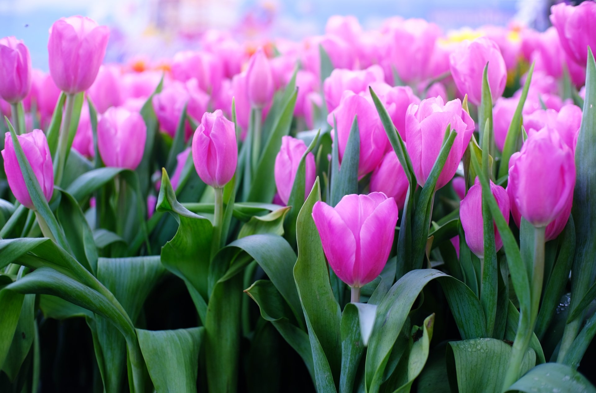 Vibrant pink tulips blooming in a lush green field, captured in stunning 4K Ultra HD, showcasing the beauty of nature with vivid colors and fine detail.