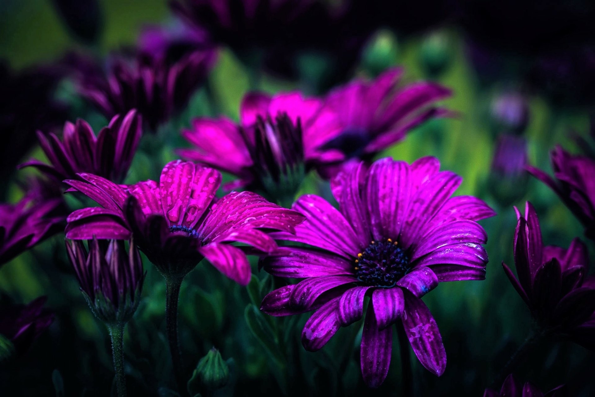 Download Purple Flower Daisy Flower Nature African Daisy HD Wallpaper