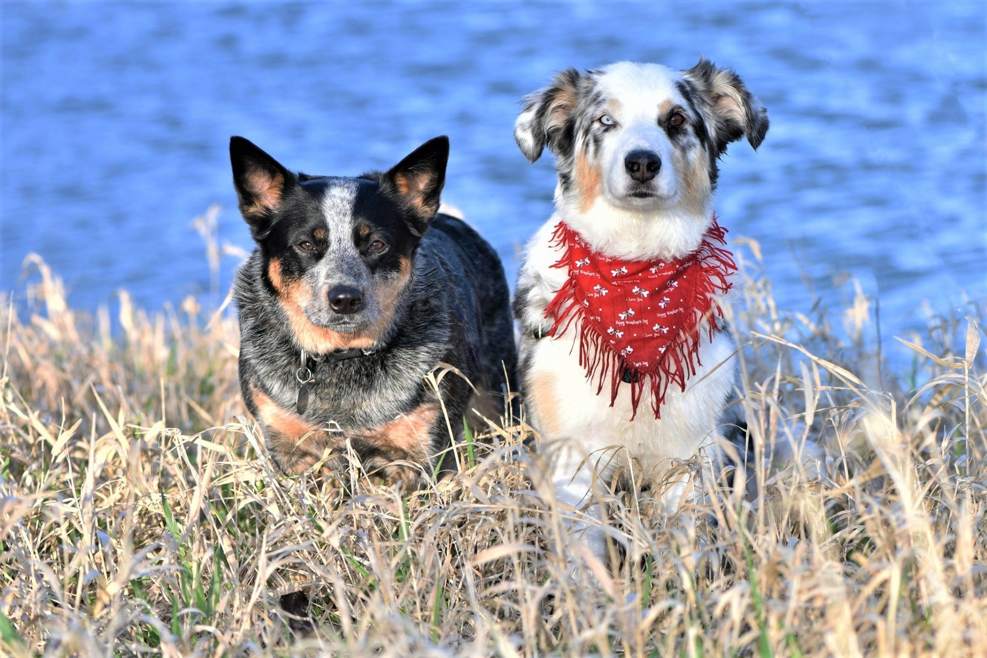 Download Australian Cattle Dog Animal Dog HD Wallpaper