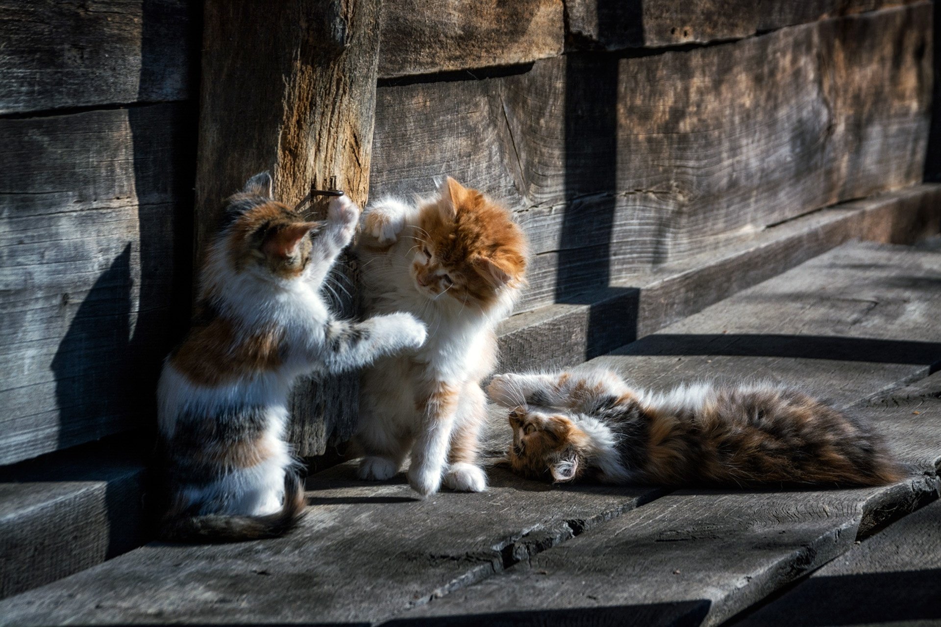 Кот играет с другим котом. Три кошки. Трое котов. Картинки на рабочий стол котята. Кошка с котятами.