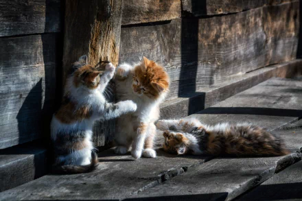 Three playful kittens, a baby animal scene featuring cats, captured in high definition as a PC desktop wallpaper and background.