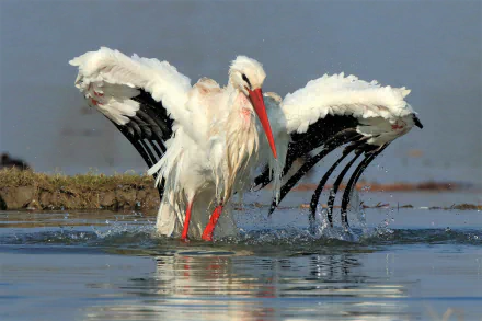 stork bird Animal White stork HD Desktop Wallpaper | Background Image