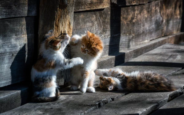 Three playful kittens, a baby animal scene featuring cats, captured in high definition as a PC desktop wallpaper and background.