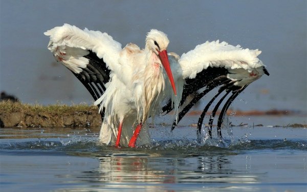 Animal White stork Birds Storks Bird Stork Wildlife HD Wallpaper | Background Image