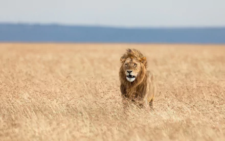 HD wallpaper featuring a focused image of a lion standing in a golden, sunlit field, showcasing a striking depth of field effect.