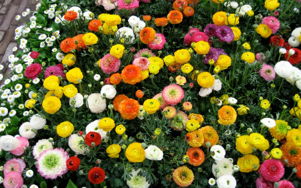  Colorful Ranunculas