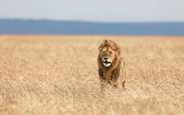 HD wallpaper featuring a focused image of a lion standing in a golden, sunlit field, showcasing a striking depth of field effect.