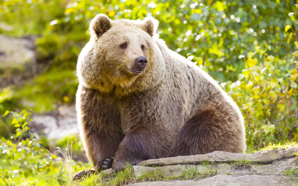 A majestic bear resting on a rock surrounded by lush greenery, captured in striking 4K Ultra HD for a detailed PC desktop wallpaper background.