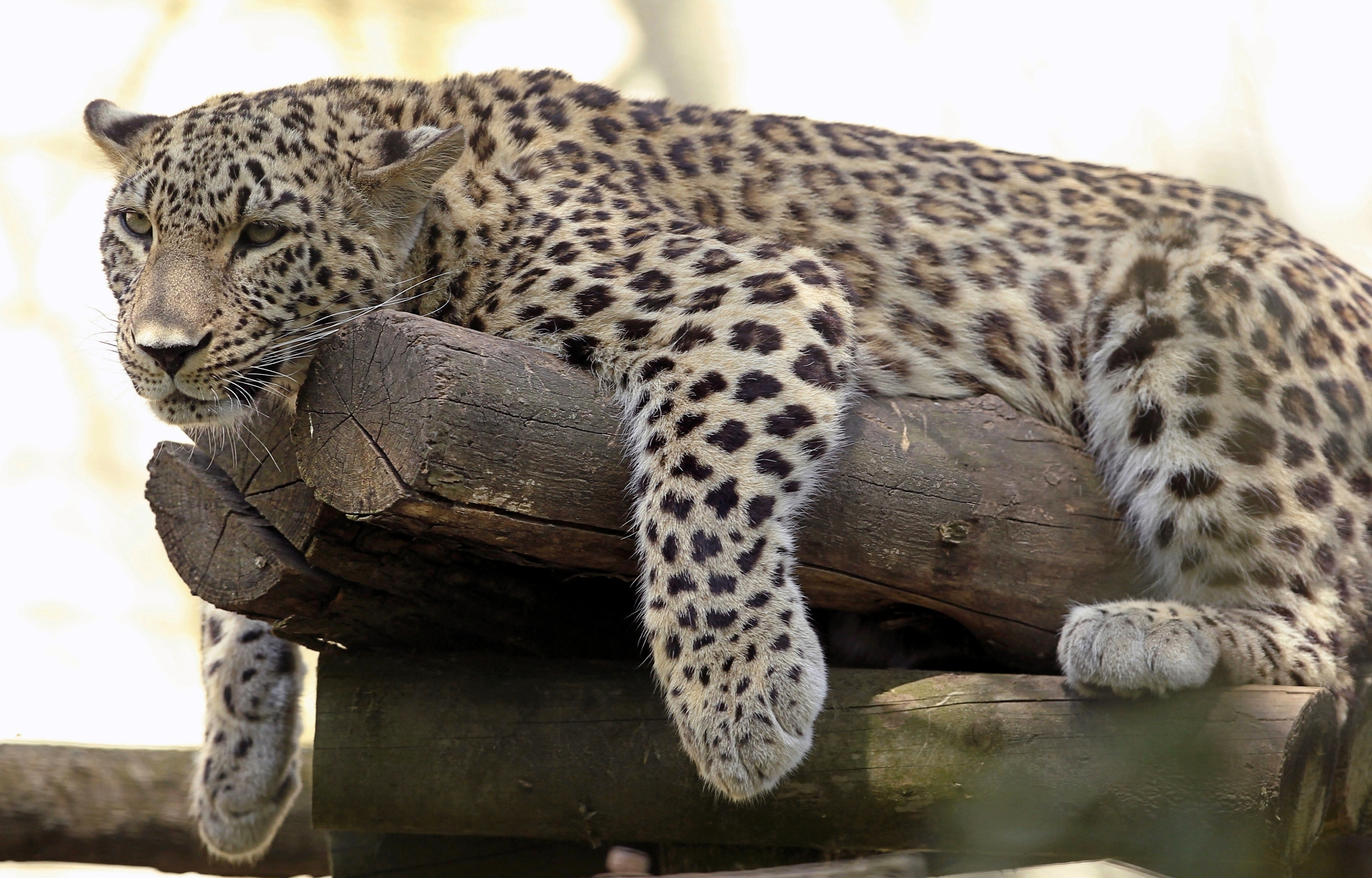 Download Animal Leopard HD Wallpaper