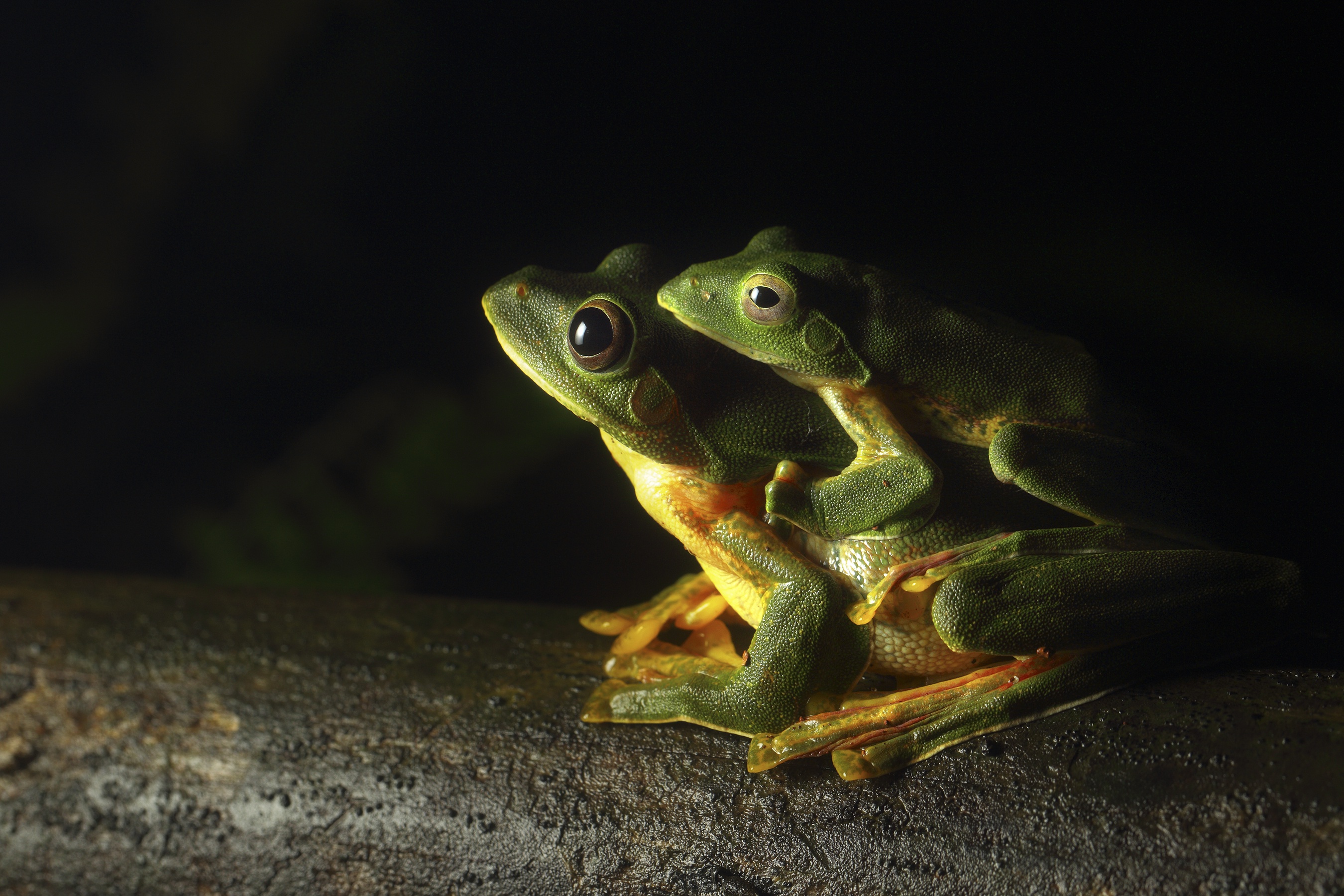 Frog HD Wallpaper