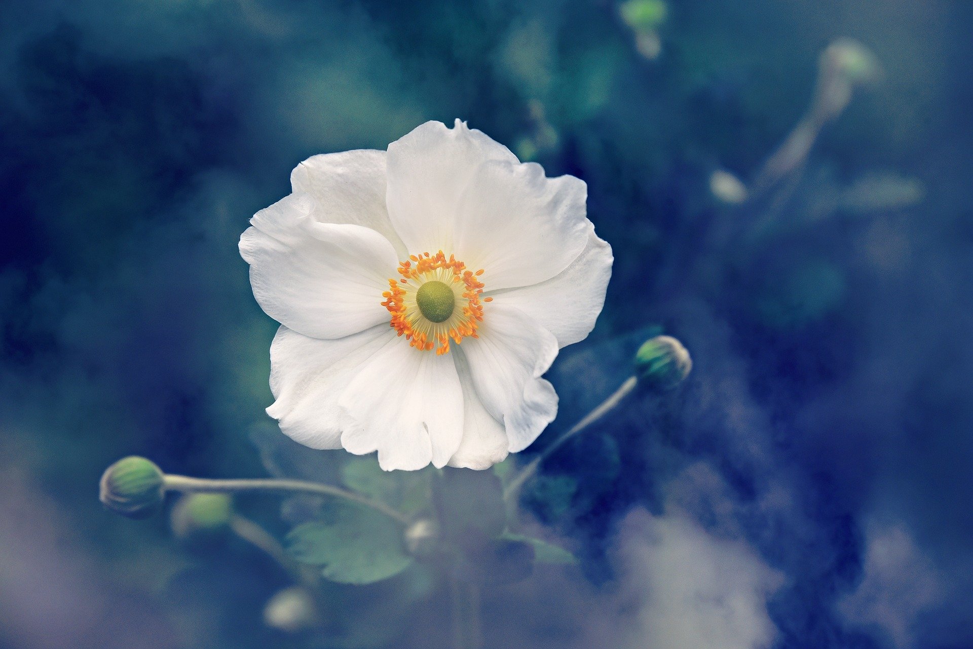 HD PC desktop wallpaper: a single white anemone flower with a yellow center set against a soft-focus blue-green nature background.