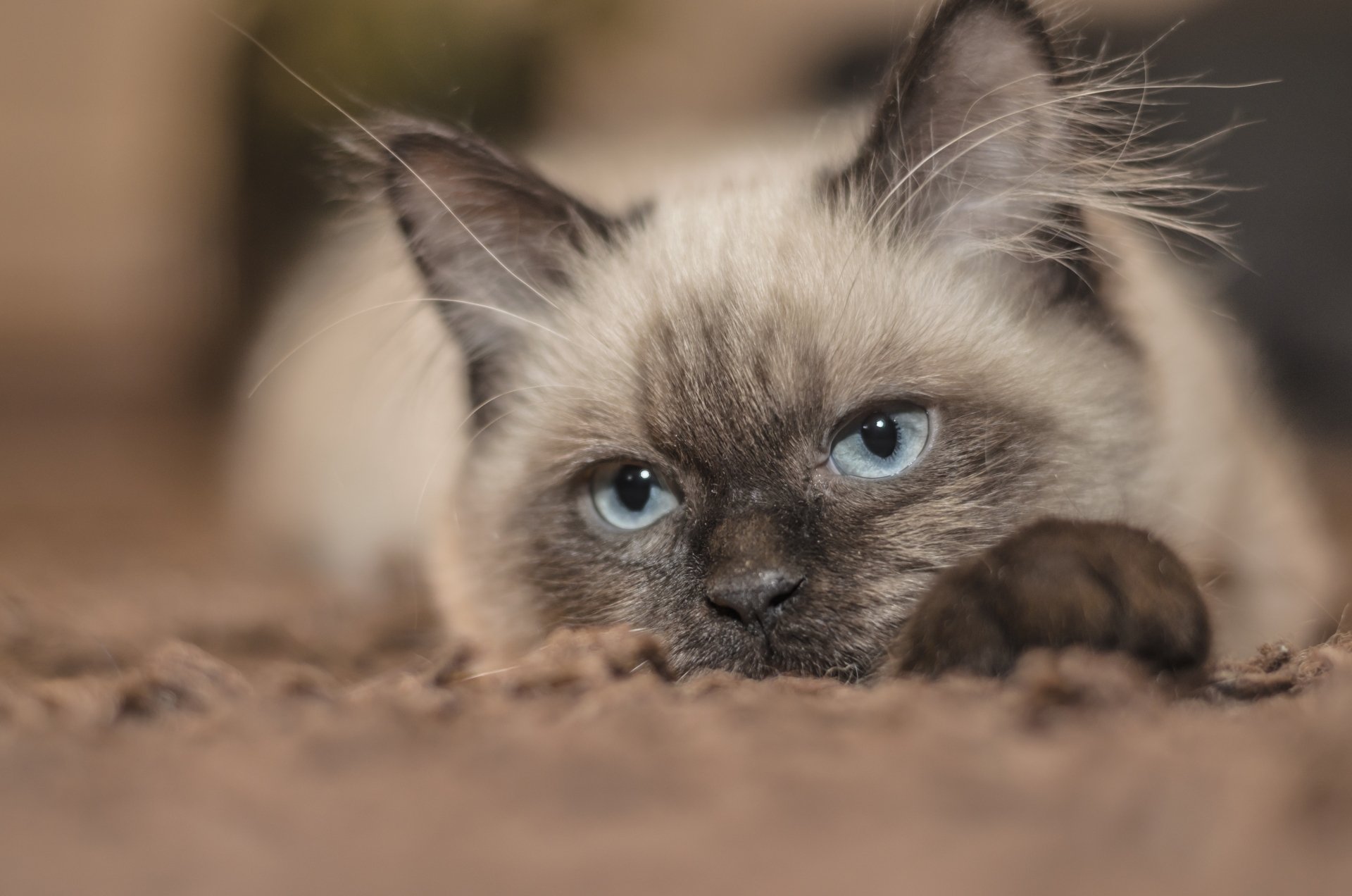 Close-up of a blue-eyed cat resting on a soft surface, captured in stunning 4K Ultra HD detail for a vivid PC desktop wallpaper background.