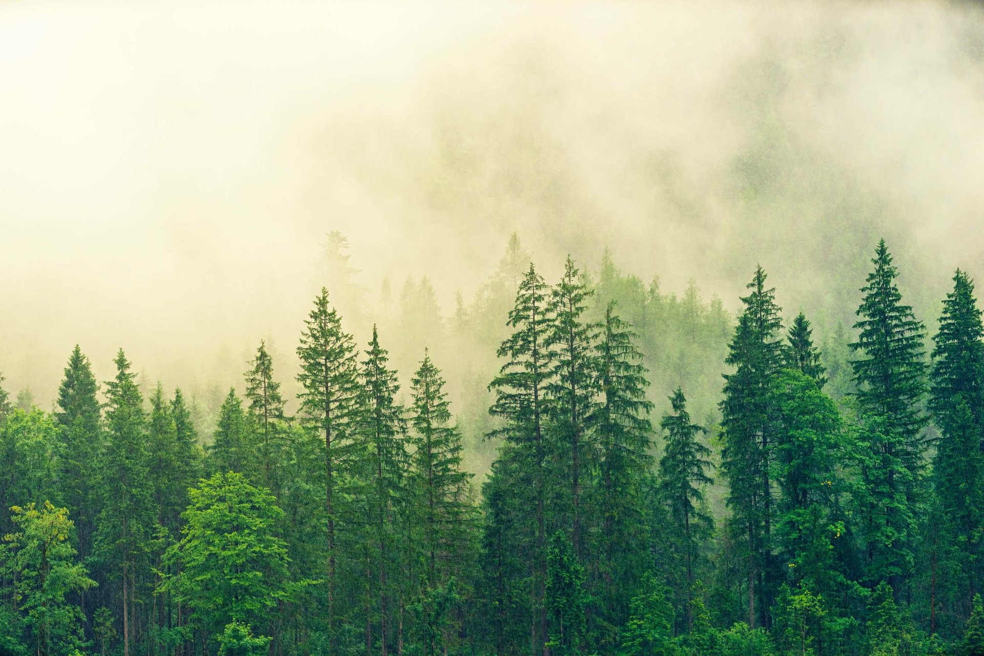 Lush green forest shrouded in mist, showcasing dense trees and natural serenity in vivid HD for a desktop wallpaper.
