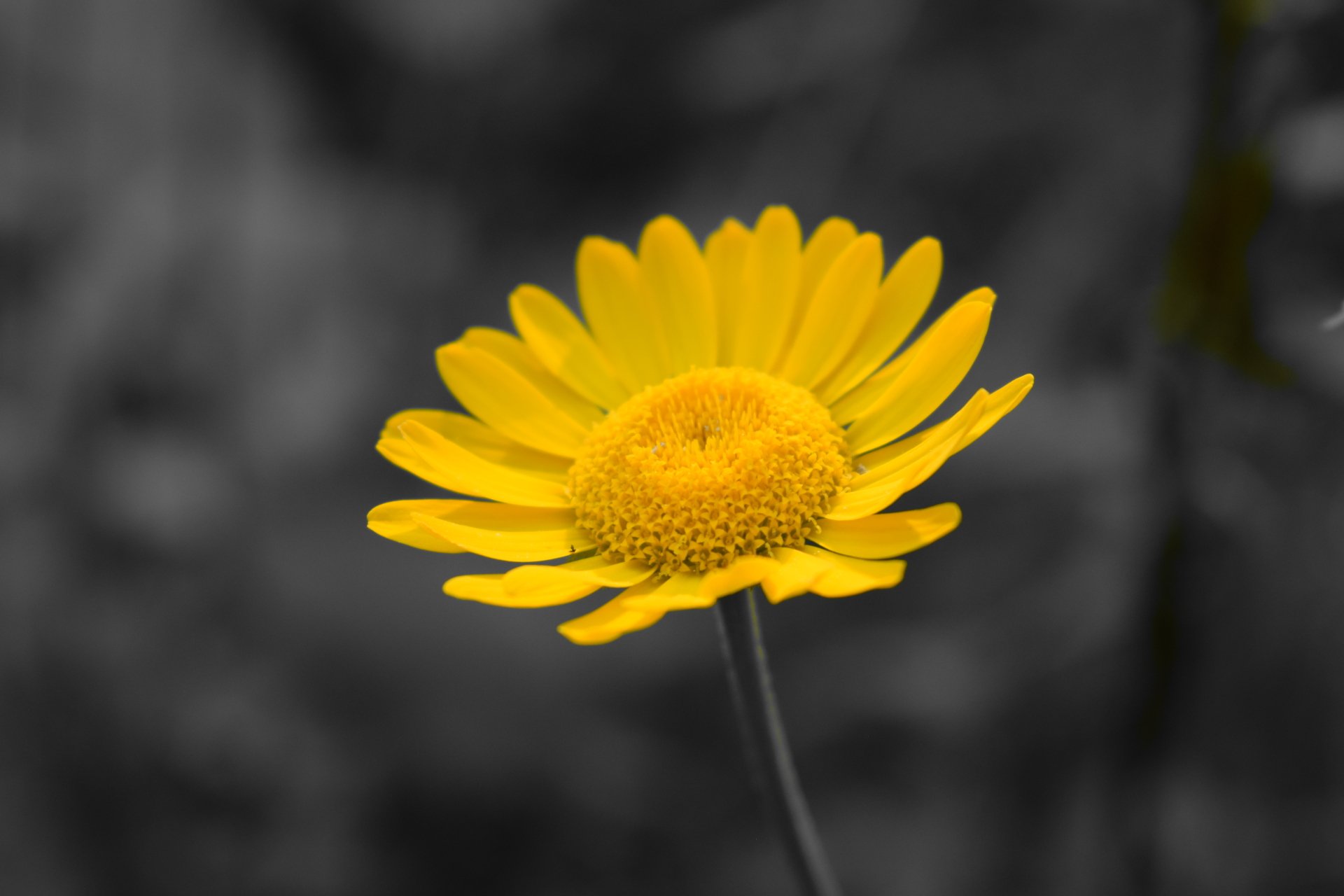 Download Macro Yellow Flower Nature Flower 4k Ultra HD Wallpaper by Senad74